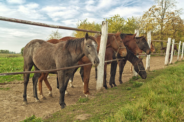 Plakat Beautiful Horses on the Farm ranch