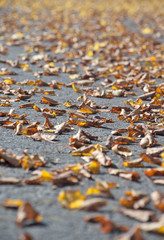 golden leaves on a road