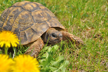Male Hermann's tortois