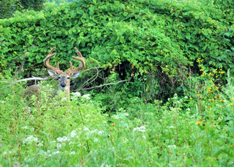 Whitetail Deer Buck In Velvet
