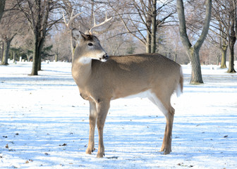 Whitetail Deer Buck