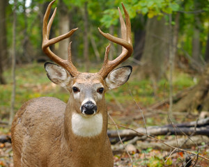 Whitetail Deer Buck