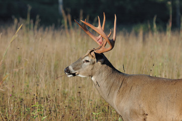 Whitetail Deer Buck