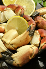 Brachyura Cangrejos Granchio Krabben Crab カニ Expo Milano 2015