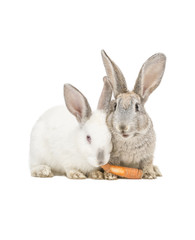 Fototapeta na wymiar Zwei Kanninchen fressen eine Karotte