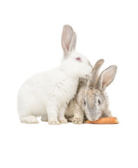 Zwei Kanninchen fressen eine Karotte