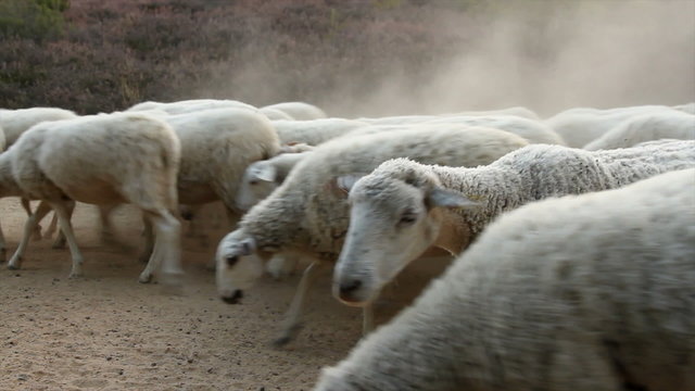 Ovejas en un camino polvorient