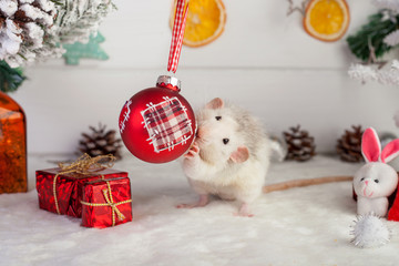 decorative cute rat on Christmas decorations