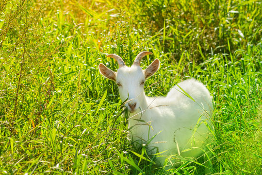 Young goat