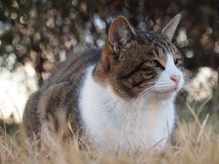 草地に座る猫