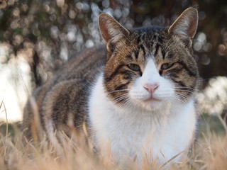 Obraz premium カメラ目線の猫