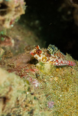 Fototapeta na wymiar Moyer's dragonet in Ambon, Maluku, Indonesia underwater