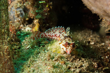 Moyer's dragonet in Ambon, Maluku, Indonesia underwater
