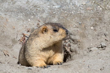 Funny marmot peeking out of a burrow in Ladakh, India
