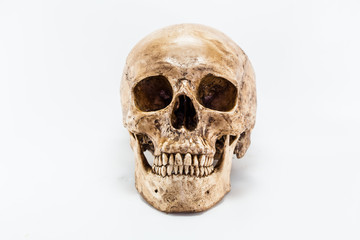 Human skull