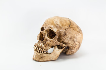 Side view of human skull