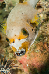 Blackspotted pufferfish in Ambon, Maluku, Indonesia underwater