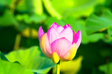 Obraz premium Light pink lotus flower