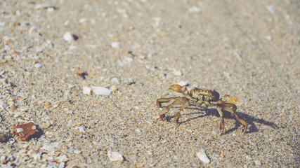 Crab walking on the sand of the beach at Koh Chang island.Thaila