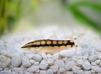 Dwarf Chain Loach Jaguar Loach Yasuhikotakia sidthimunki