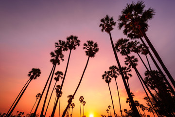 sunset with coconut tree