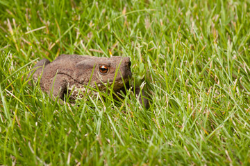 frog sitting on green grass