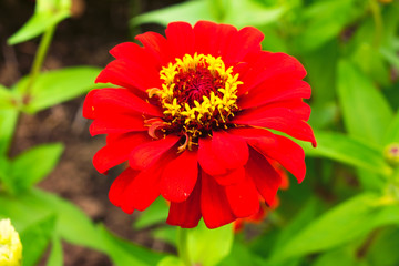 Shine red zinnia flower