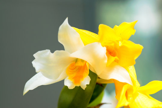 Dendrobium roseiodorum, Orchidaceae, Vietnum