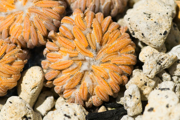 Close up of Pelecyphora aselliformis, Cactaceae