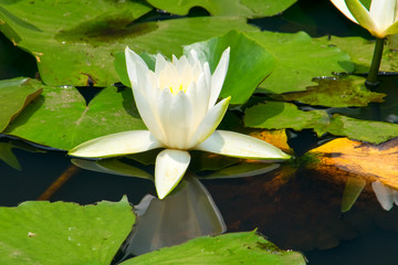 White water lily flower