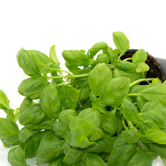 Basilikum - Ocimum basilicum