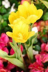 Obraz premium Tulip flower in the garden