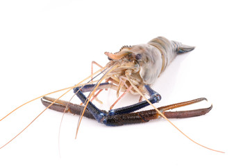 Giant freshwater prawn, Fresh shrimp isolate on white background