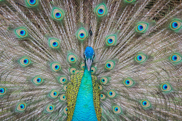 Fototapeta premium beautiful peacock with feathers