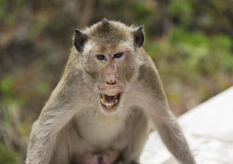 Naklejka premium An angry monkey
