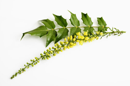Bl&uuml;ten der Mahonien (Mahonia)