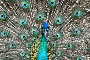 Obraz premium beautiful peacock with feathers