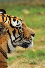 Fototapeta na wymiar beautiful tiger head closeup