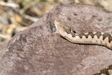 big female european nose horned viper