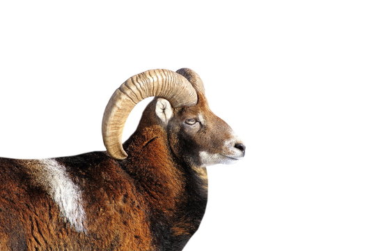 big mouflon ram portrait over white