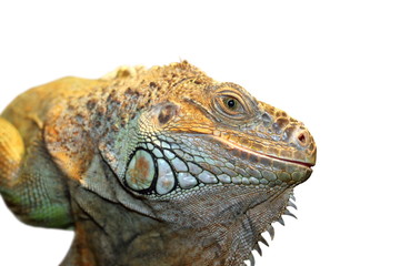 green iguana portrait