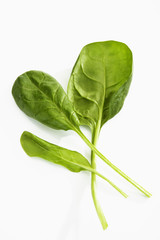 Spinat (Spinacia oleracea)