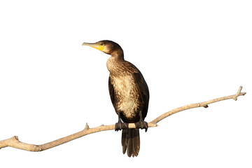 isolated great cormorant
