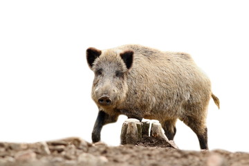 Naklejka na ściany i meble isolated wild hog looking at camera
