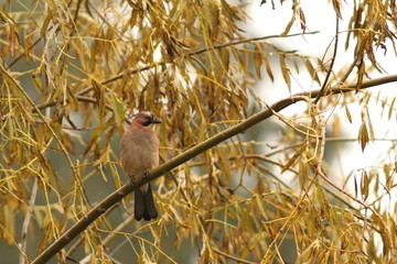 jay standing in the rain