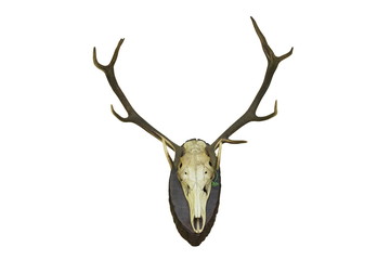 red deer stag hunting trophy for wall mounting