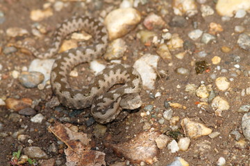 Fototapeta premium small vipera ammodytes on gravel