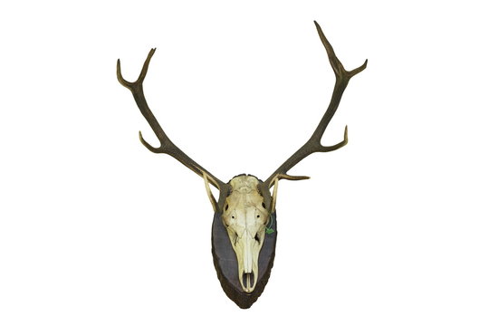 Red Deer Stag Hunting Trophy For Wall Mounting