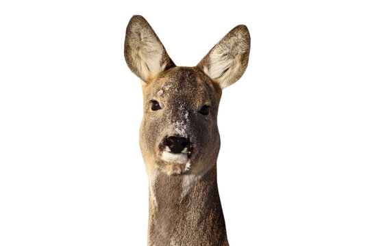 roe deer doe portrait