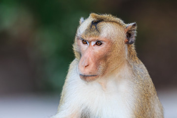 Close-up of Monkey (Crab-eating macaque) in Thailand
